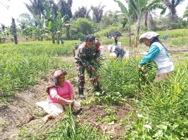 Babinsa Bantu Petani Panen Jahe Di Nagori Sihubu Raya