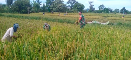 Sukseskan Ketahanan Pangan, Babinsa Bantu Petani Panen Padi