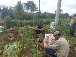 Bentuk Nyata Babinsa Dolok Pardamean Dalam Pendampingan Petani Panen Kunyit