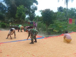 Menjaga Kualitas Hasil Panen, Babinsa Bantu Petani Jemur Padi.