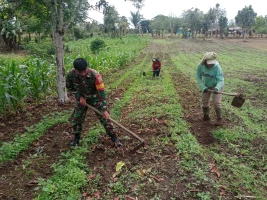 Baninsa Dolok Pardamean Dampingi Petani Dalam Perawatan Tanaman Kentang