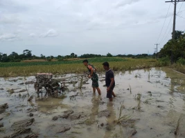 Bersama Warga Babinsa Koramil 09/Tiga Balata, Bajak Sawah Dengan Traktor