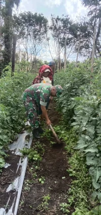 Babinsa Laksanakan Pendampingan Membantu Petani Bersihkan Rumput Di Lahan Tanaman Tomat 